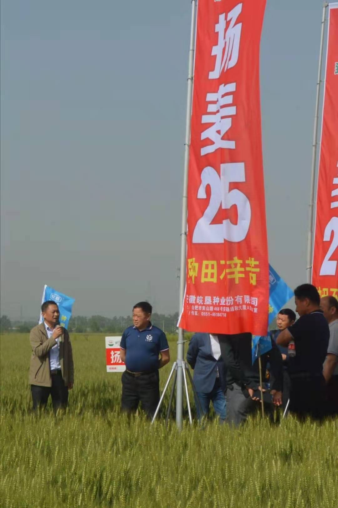 皖墾種業(yè)在淮南農(nóng)場(chǎng)召開(kāi)“揚(yáng)麥25”品種觀摩會(huì)
